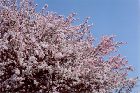 flowering tree #2